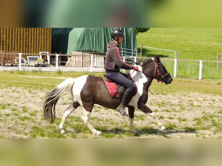 Huçul / Hucul / Huzul Castrone 4 Anni 138 cm Pezzato in Kamenz