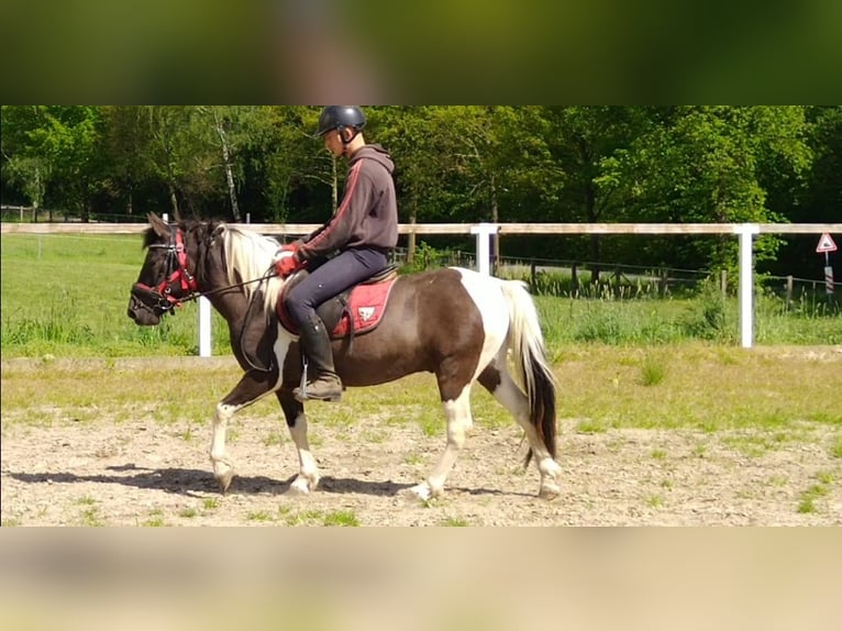 Huçul / Hucul / Huzul Castrone 4 Anni 138 cm Pezzato in Kamenz