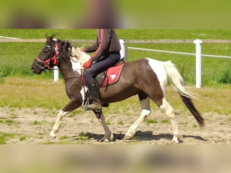 Huçul / Hucul / Huzul Castrone 4 Anni 138 cm Pezzato in Kamenz