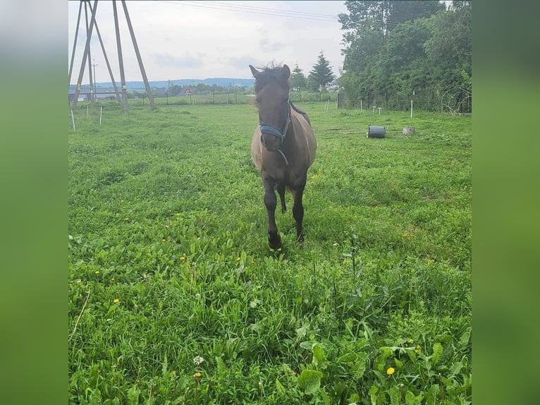 Huçul / Hucul / Huzul Castrone 4 Anni 140 cm in Dyn&#xF3;w