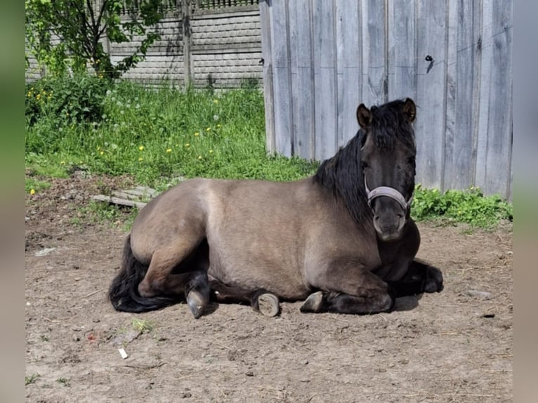 Huçul / Hucul / Huzul Castrone 4 Anni 140 cm in Dyn&#xF3;w