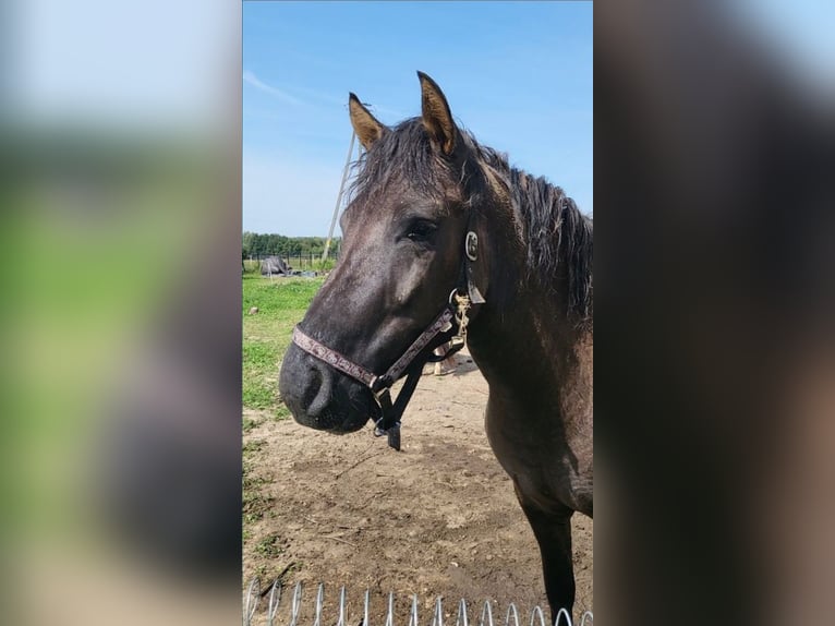 Huçul / Hucul / Huzul Castrone 4 Anni 140 cm in Dyn&#xF3;w