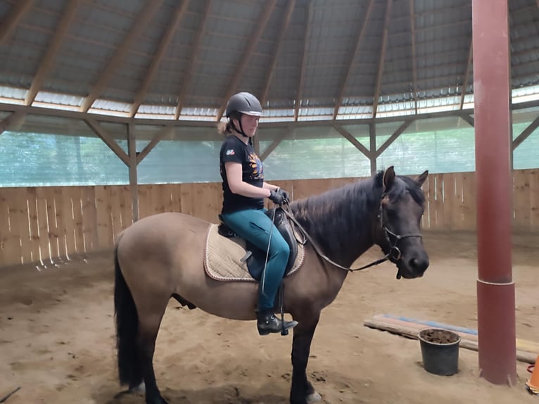 Huçul / Hucul / Huzul Castrone 4 Anni 140 cm in Dyn&#xF3;w