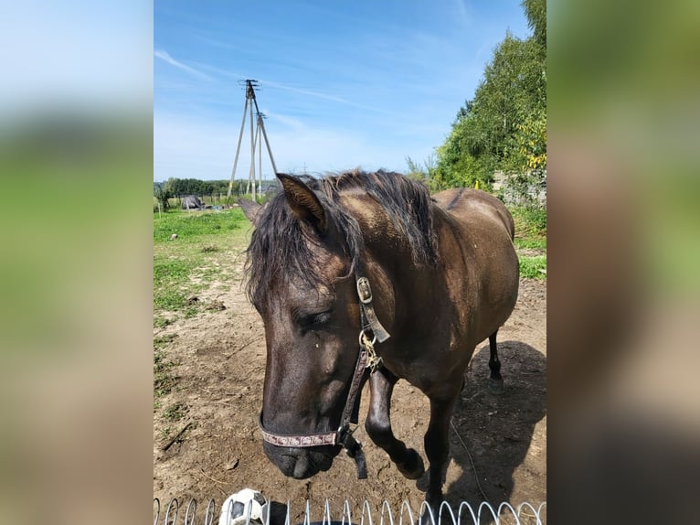 Huçul / Hucul / Huzul Castrone 4 Anni 140 cm in Dyn&#xF3;w