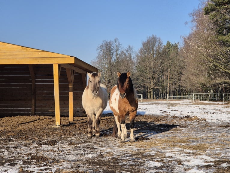 Huçul / Hucul / Huzul Castrone 4 Anni 141 cm Pezzato in Młodzianów
