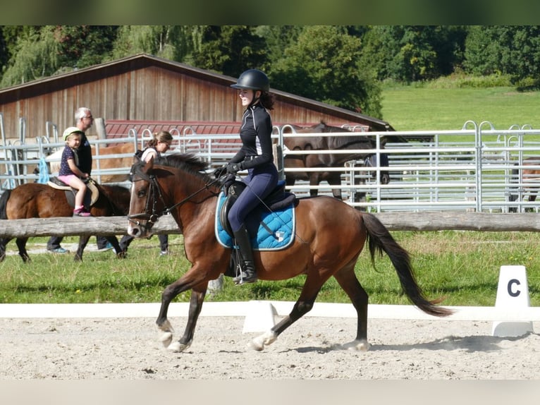 Huçul / Hucul / Huzul Castrone 4 Anni 143 cm Falbo in Ramsau am Dachstein