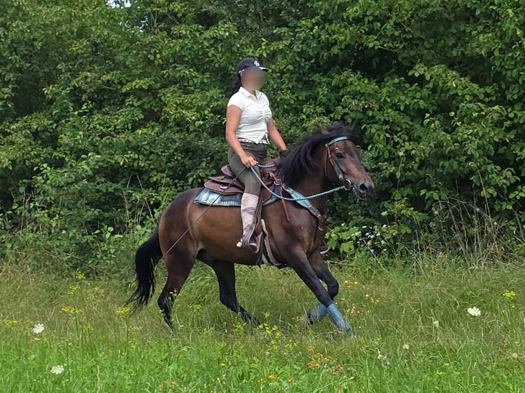 Huçul / Hucul / Huzul Castrone 4 Anni 145 cm Baio in Linkenbach