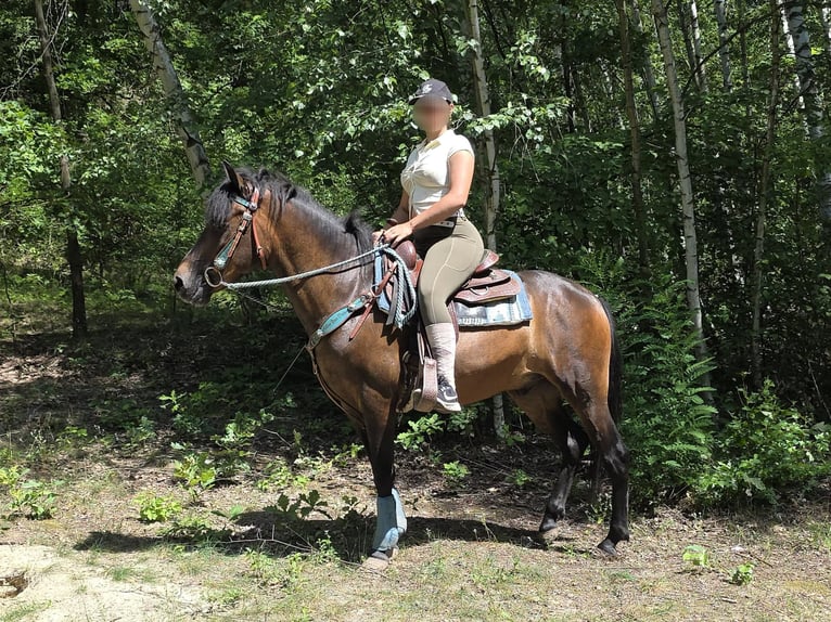 Huçul / Hucul / Huzul Castrone 4 Anni 145 cm Baio in Linkenbach