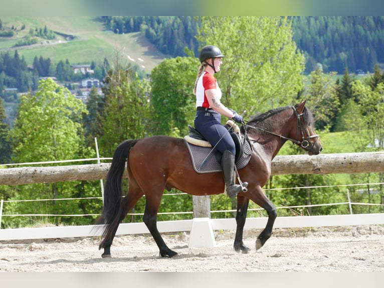 Huçul / Hucul / Huzul Castrone 4 Anni 145 cm Falbo in Ramsau am Dachstein