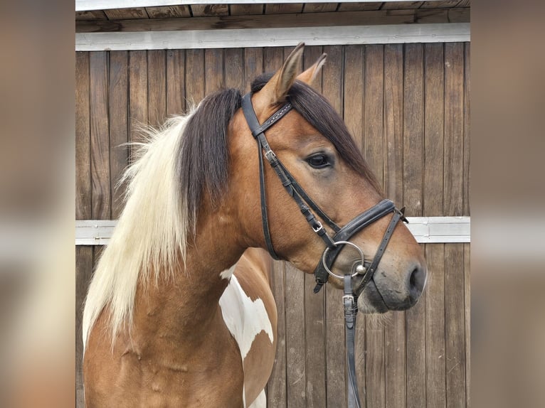 Huçul / Hucul / Huzul Castrone 4 Anni 146 cm Pezzato in M&#xFC;lheim an der Ruhr