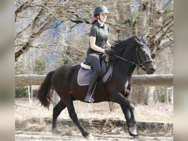 Huçul / Hucul / Huzul Castrone 4 Anni 147 cm Baio nero in Ramsau am Dachstein