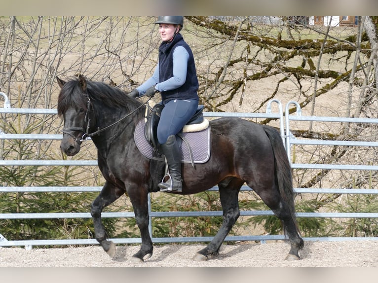 Huçul / Hucul / Huzul Castrone 4 Anni 147 cm Baio nero in Ramsau am Dachstein