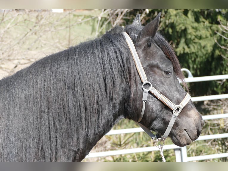 Huçul / Hucul / Huzul Castrone 4 Anni 147 cm Baio nero in Ramsau am Dachstein