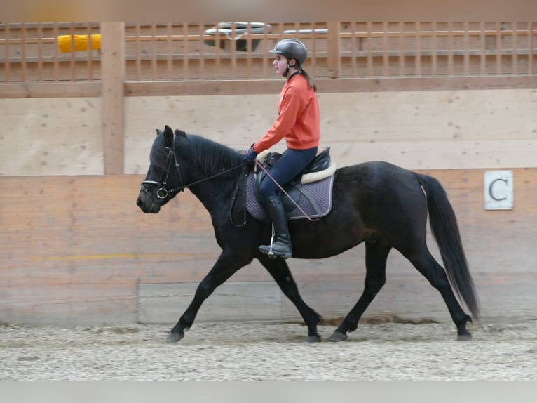 Huçul / Hucul / Huzul Castrone 4 Anni 147 cm Baio nero in Ramsau am Dachstein
