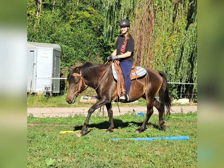 Huçul / Hucul / Huzul Castrone 4 Anni 147 cm Baio scuro in Bayerbach