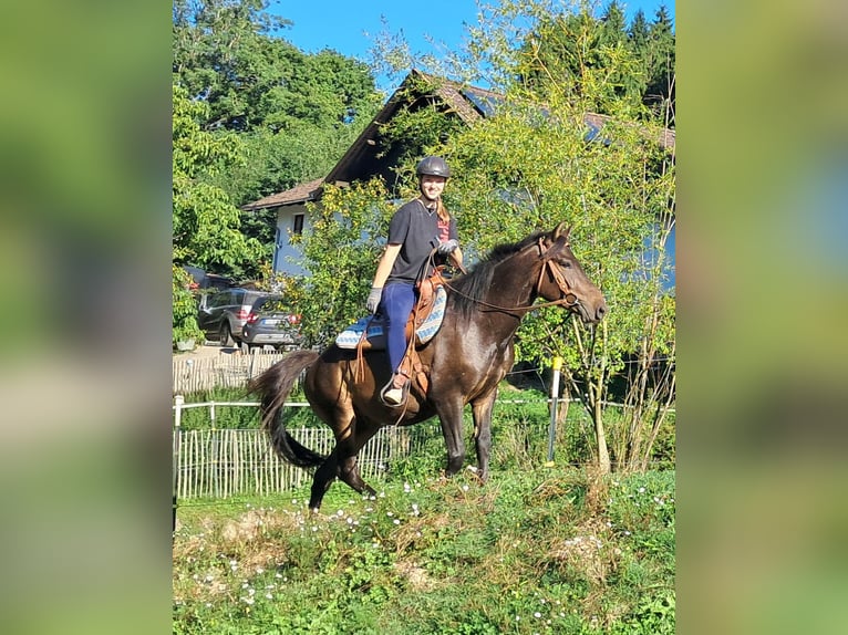 Huçul / Hucul / Huzul Castrone 4 Anni 147 cm Baio scuro in Bayerbach