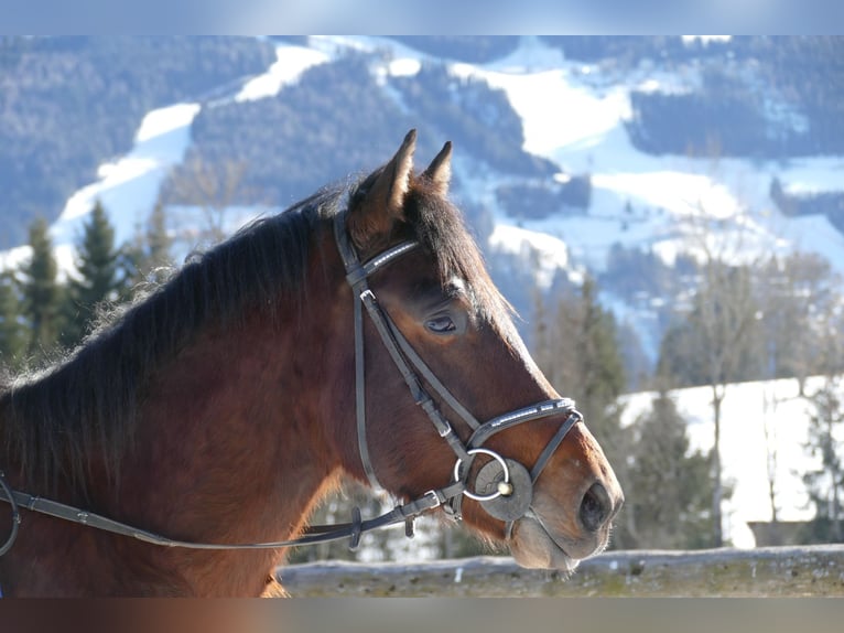 Huçul / Hucul / Huzul Castrone 4 Anni 148 cm Falbo in Ramsau