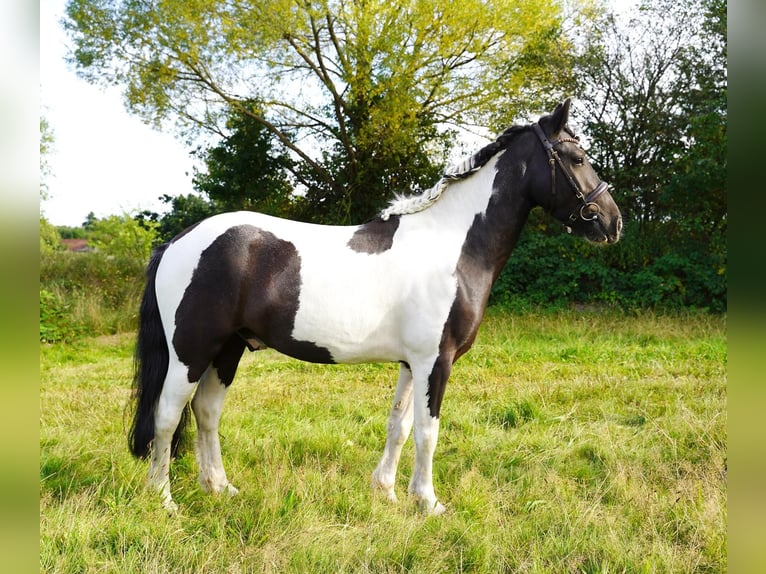 Huçul / Hucul / Huzul Castrone 4 Anni 150 cm Pezzato in Buchholz in der Nordheide