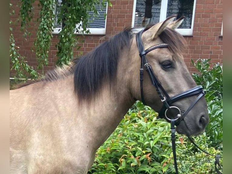 Huçul / Hucul / Huzul Castrone 5 Anni 132 cm Falbo in Hopsten