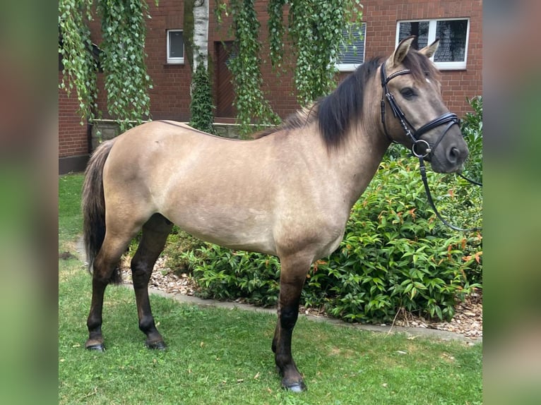 Huçul / Hucul / Huzul Castrone 5 Anni 132 cm Falbo in Hopsten