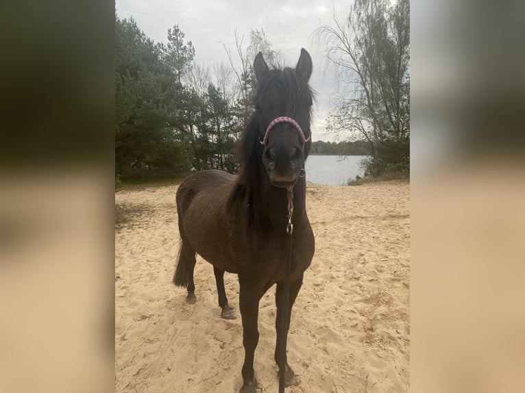 Huçul / Hucul / Huzul Castrone 5 Anni 138 cm Falbo in Wedemark