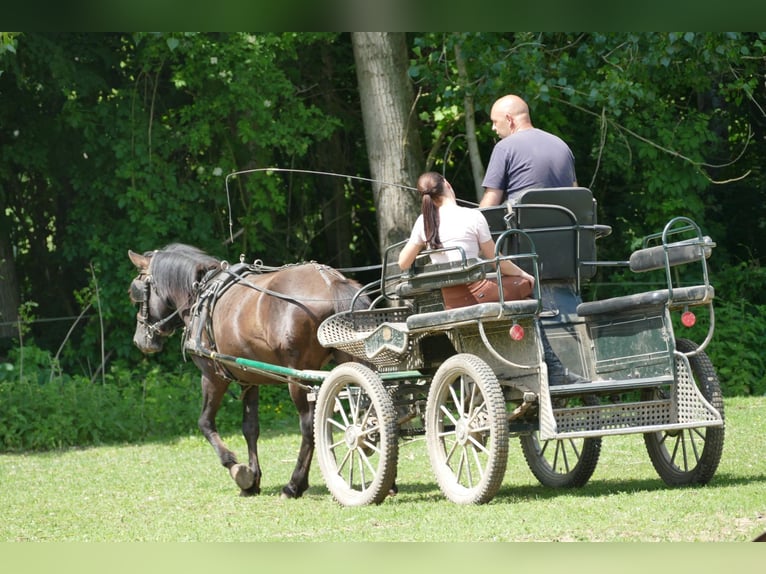 Huçul / Hucul / Huzul Castrone 5 Anni 142 cm Falbo in Ramsau
