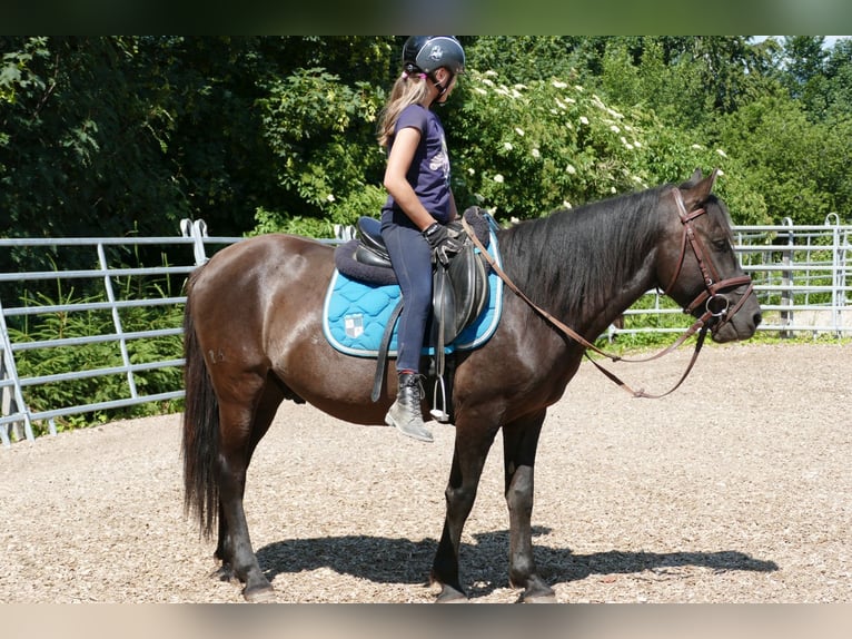 Huçul / Hucul / Huzul Castrone 5 Anni 142 cm Falbo in Ramsau