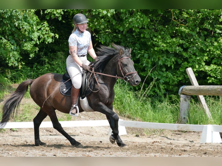 Huçul / Hucul / Huzul Castrone 5 Anni 142 cm Falbo in Ramsau