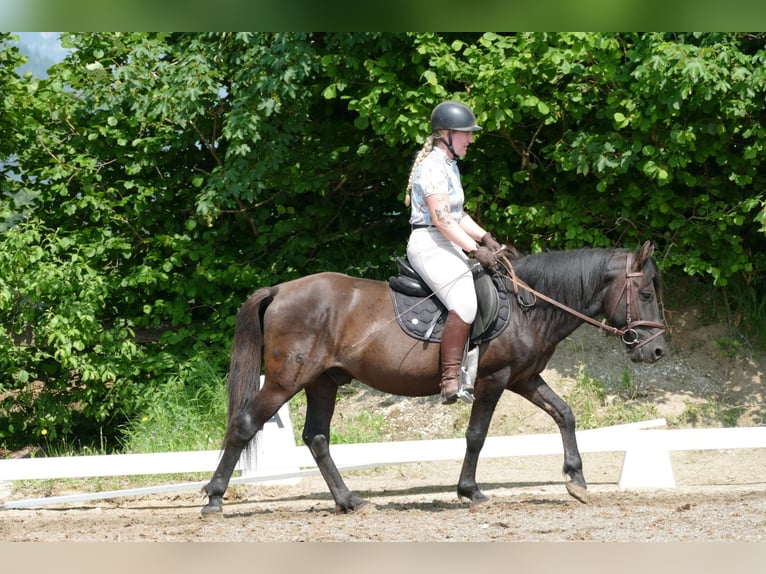 Huçul / Hucul / Huzul Castrone 5 Anni 142 cm Falbo in Ramsau