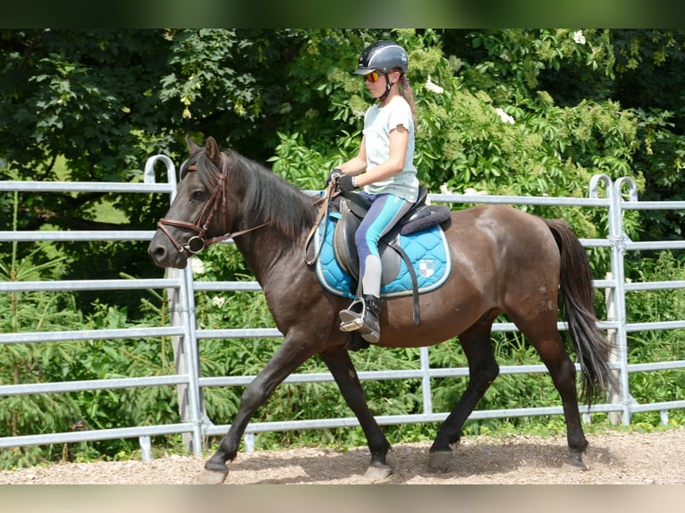 Huçul / Hucul / Huzul Castrone 5 Anni 142 cm Falbo in Ramsau