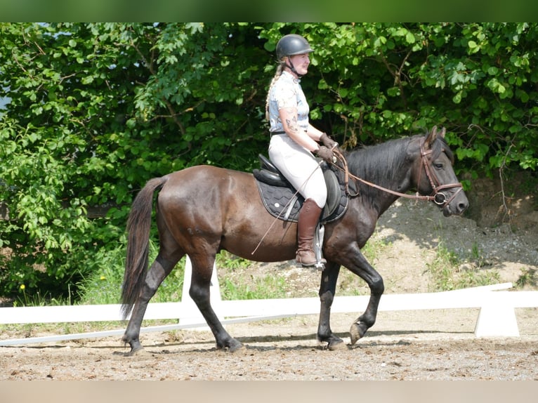 Huçul / Hucul / Huzul Castrone 5 Anni 142 cm Falbo in Ramsau