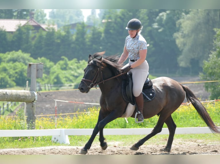 Huçul / Hucul / Huzul Castrone 5 Anni 142 cm Falbo in Ramsau