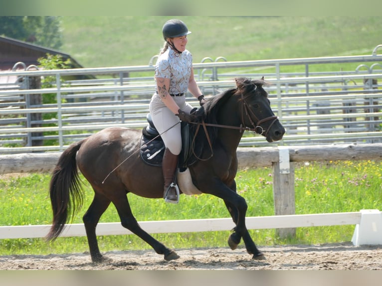 Huçul / Hucul / Huzul Castrone 5 Anni 142 cm Falbo in Ramsau