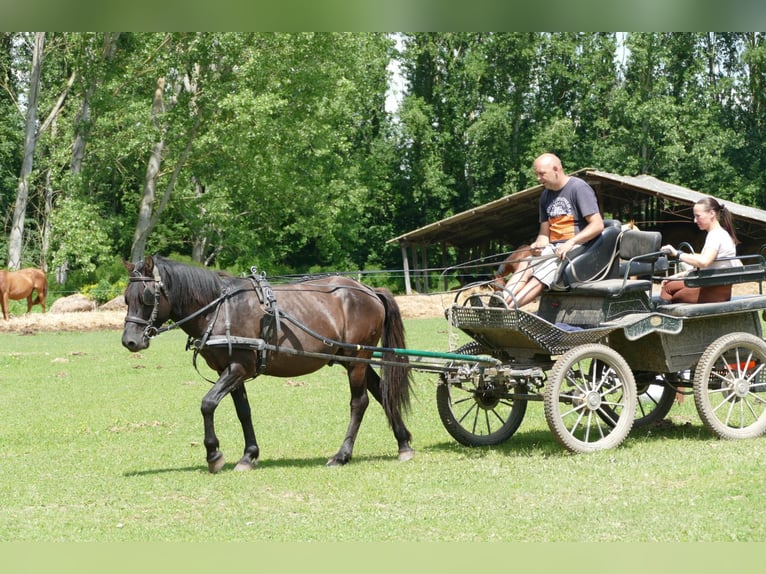 Huçul / Hucul / Huzul Castrone 5 Anni 142 cm Falbo in Ramsau