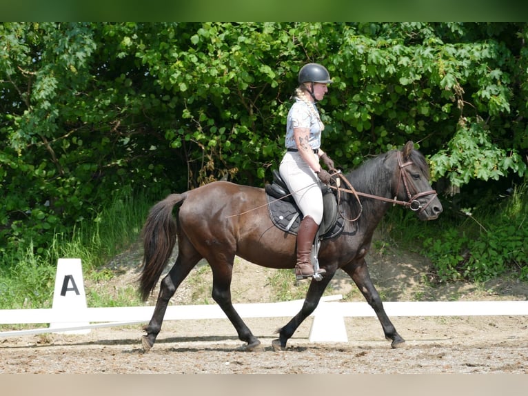 Huçul / Hucul / Huzul Castrone 5 Anni 142 cm Falbo in Ramsau