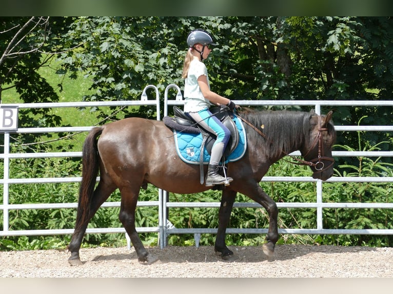 Huçul / Hucul / Huzul Castrone 5 Anni 142 cm Falbo in Ramsau