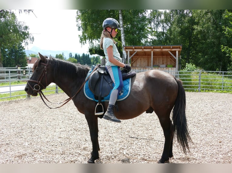 Huçul / Hucul / Huzul Castrone 5 Anni 142 cm Falbo in Ramsau