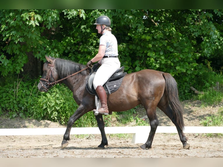 Huçul / Hucul / Huzul Castrone 5 Anni 142 cm Falbo in Ramsau