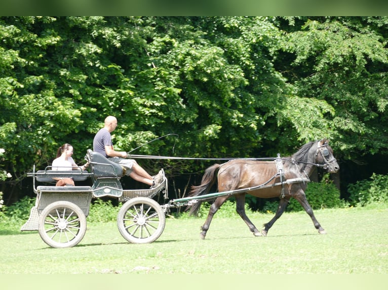 Huçul / Hucul / Huzul Castrone 5 Anni 142 cm Falbo in Ramsau