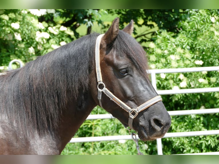 Huçul / Hucul / Huzul Castrone 5 Anni 142 cm Falbo in Ramsau