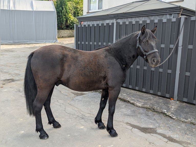 Huçul / Hucul / Huzul Castrone 5 Anni 143 cm Morello in Morsbach