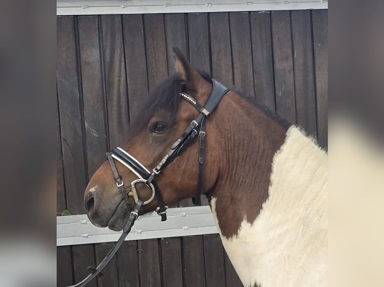 Huçul / Hucul / Huzul Castrone 5 Anni 143 cm Pezzato in Mülheim an der Ruhr