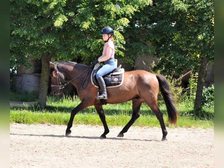 Huçul / Hucul / Huzul Castrone 5 Anni 145 cm Falbo in Schattendorf