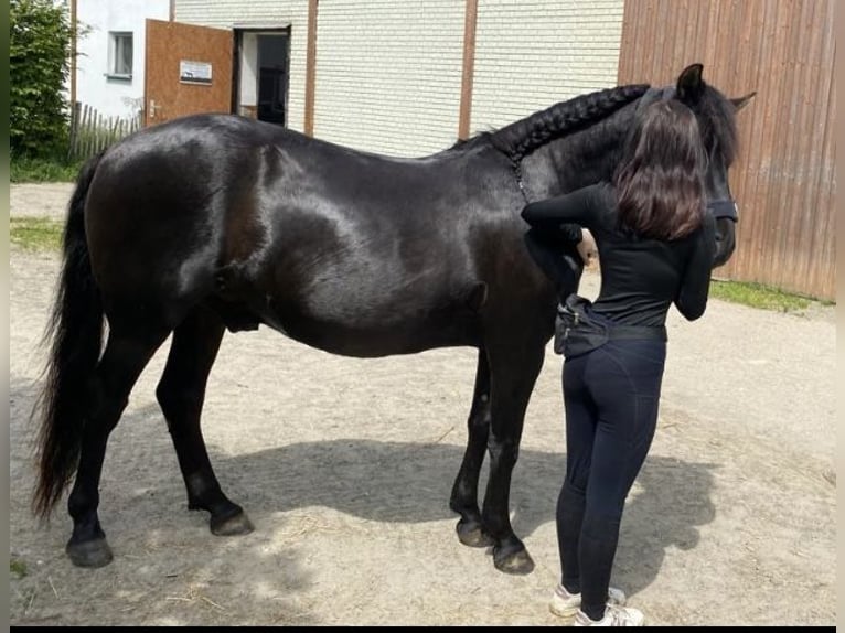 Huçul / Hucul / Huzul Castrone 5 Anni 145 cm Morello in Kreuztal