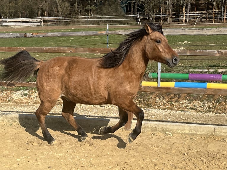 Huçul / Hucul / Huzul Castrone 5 Anni 146 cm Baio in Ursensollen