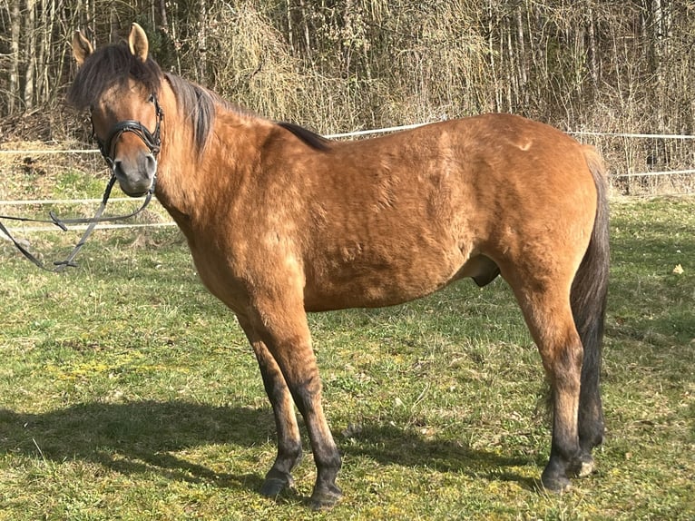 Huçul / Hucul / Huzul Castrone 5 Anni 146 cm Baio in Ursensollen