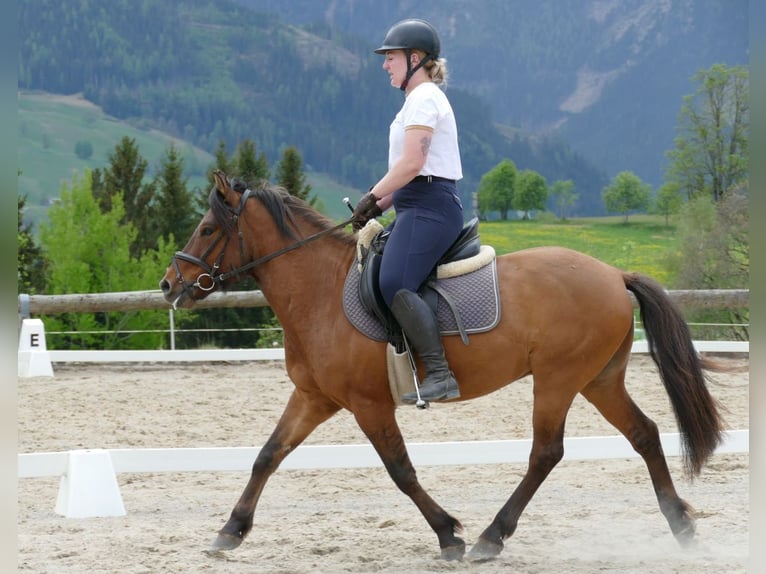 Huçul / Hucul / Huzul Castrone 6 Anni 141 cm Falbo in Ramsau am Dachstein