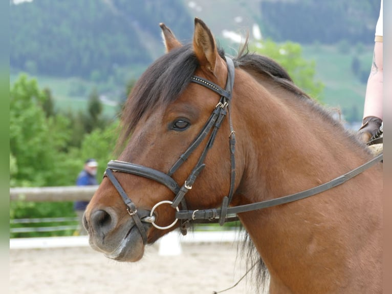 Huçul / Hucul / Huzul Castrone 6 Anni 141 cm Falbo in Ramsau am Dachstein