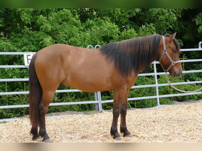Huçul / Hucul / Huzul Castrone 6 Anni 141 cm Falbo in Ramsau am Dachstein