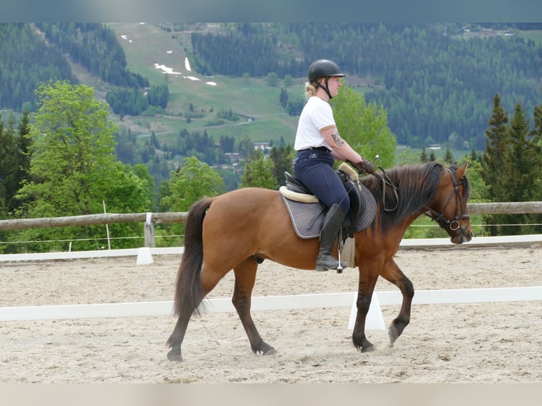 Huçul / Hucul / Huzul Castrone 6 Anni 141 cm Falbo in Ramsau am Dachstein